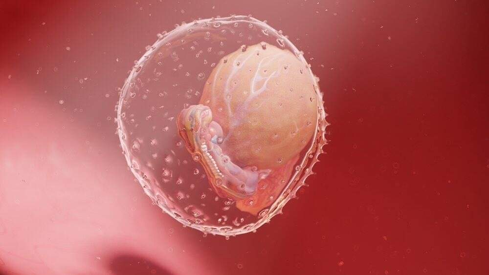 3D illustration of a human embryo at 4 weeks during first trimester pregnancy